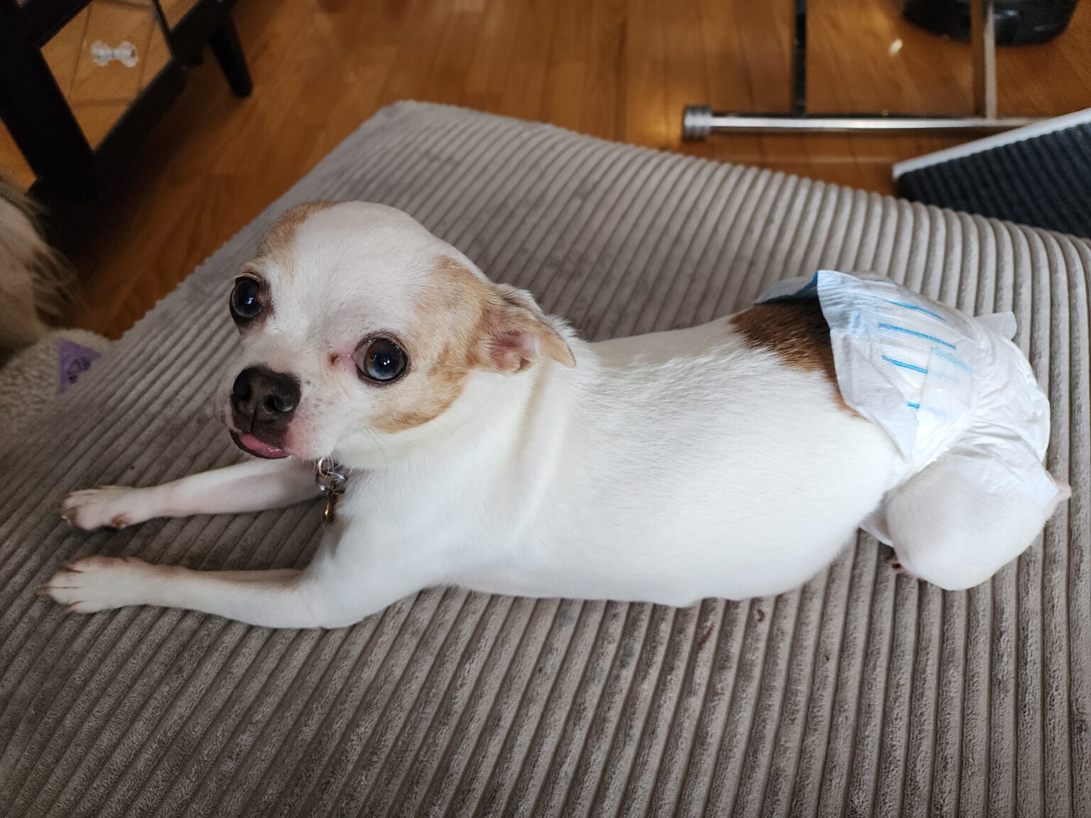 What are dog diapers: Benefits and uses - That Fluffing Dog