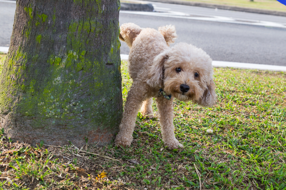 urine scalding in dogs