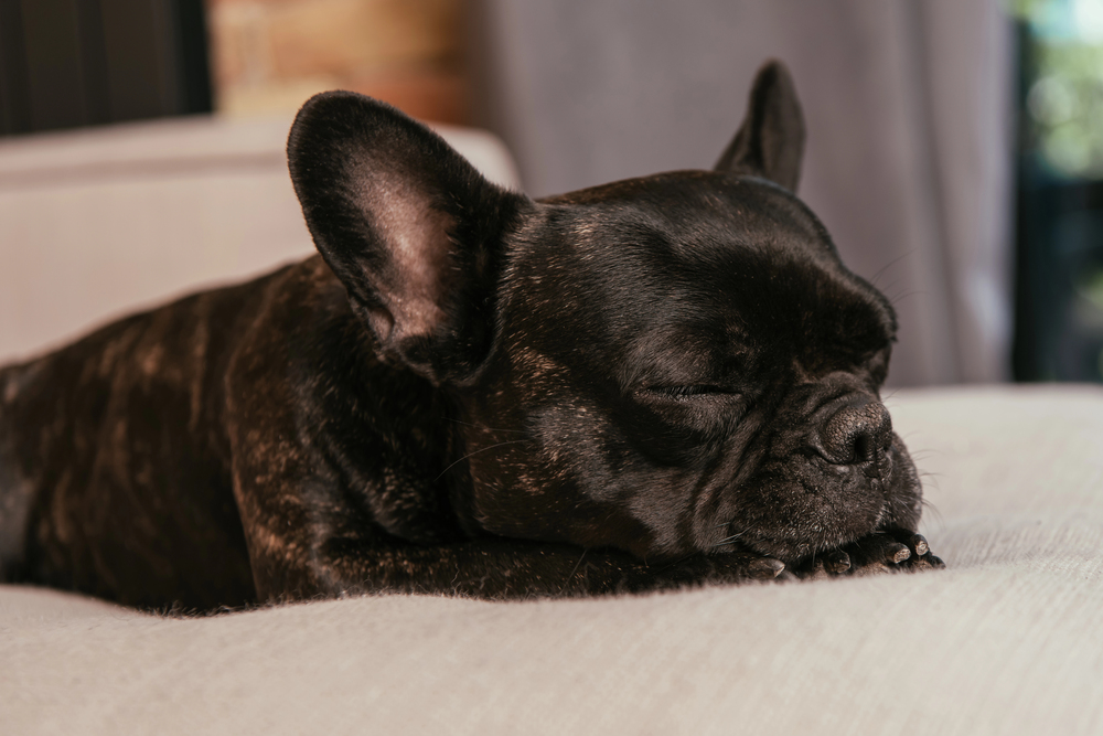 dog peeing in sleep