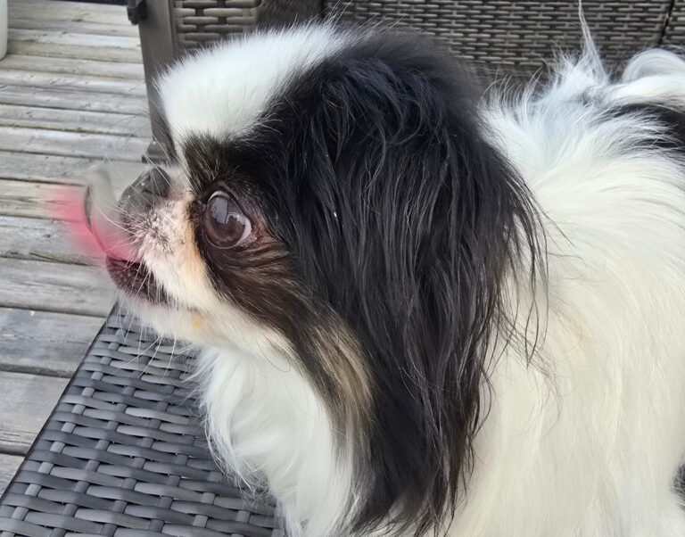 Why do dogs lick their nose