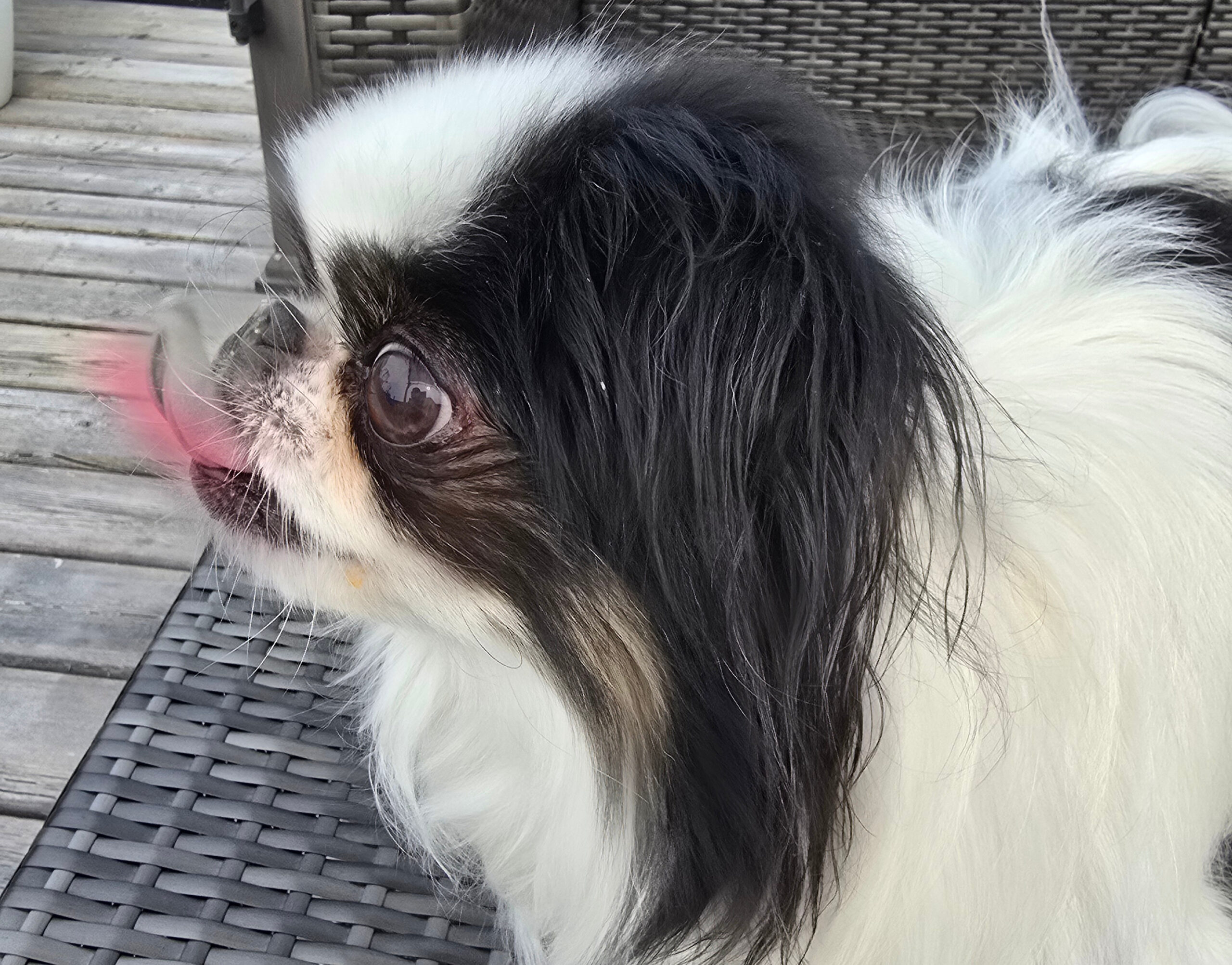Why do dogs lick their nose